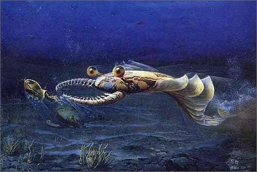 奇虾的视频,揭秘神秘生物的奇幻世界